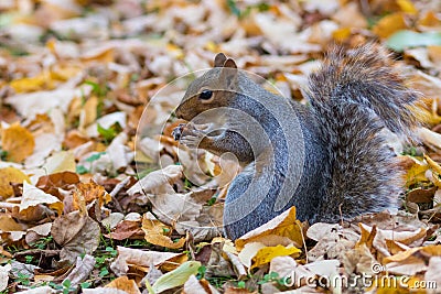 Grey Squirrel Jephson Gardens Stock Photo