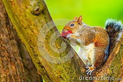 Grey squirrel in autumn park eating apple Stock Photo