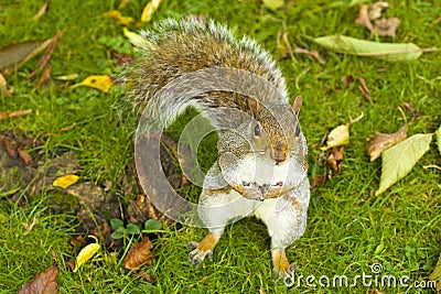 Grey Squirrel in autumn Stock Photo