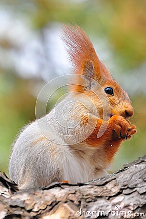 Grey squirrel on a branch eats a nut Stock Photo