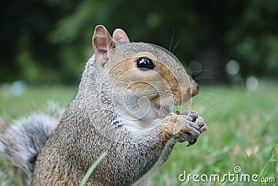 Grey squirrel close up on grass with bushy tail Stock Photo