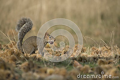 Grey squirrel collecting chesnuts on a sunny day Stock Photo