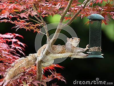 Grey Squirrel eating from a bird feeder on a colorful Japanese M Stock Photo