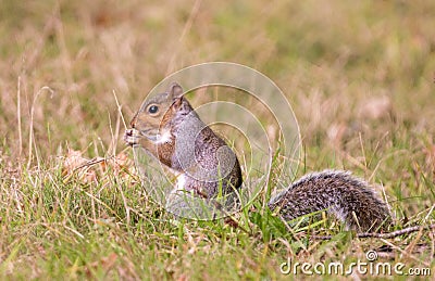 Grey squirrel eating a nut with bushy tail Stock Photo