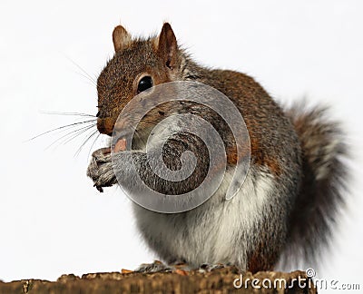 Grey Squirrel eating peanuts Stock Photo