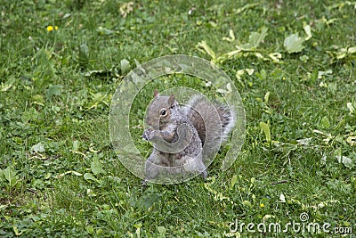 Grey squirrel eating in a yard Stock Photo