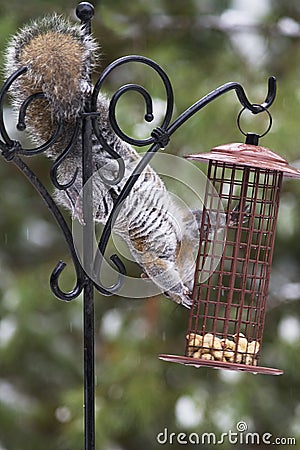 Grey Squirrel at Feeder Stock Photo