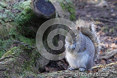 Grey squirrel in its winter coat. Stock Photo