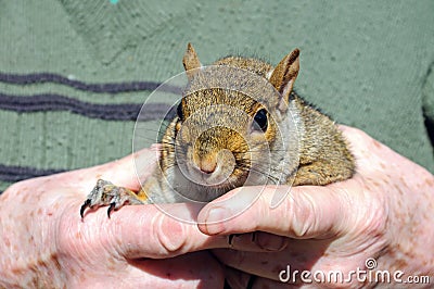 Grey squirrel in mans hands. Stock Photo