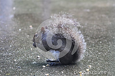 Grey Squirrel Munching Kernels of Corn Stock Photo