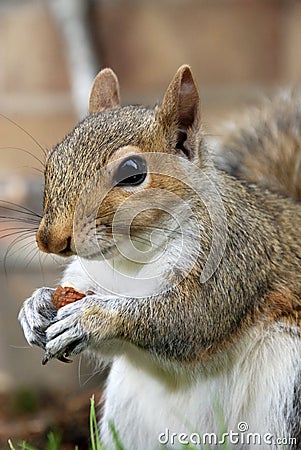 Grey squirrel poses during his lunch to be photographed Stock Photo