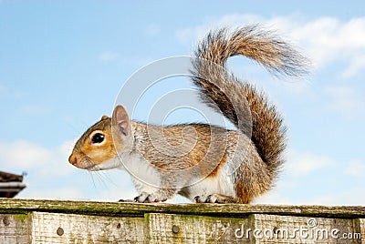 Grey squirrel 1 Stock Photo