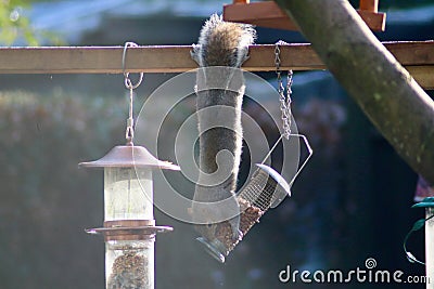 Grey squirrel robbing a bird feeder Stock Photo