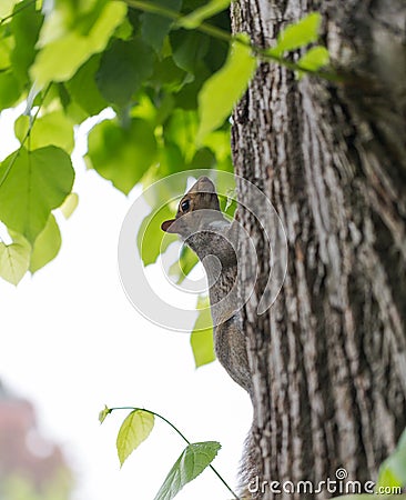 Grey squirrel, Sciuridae, on tree trunk poses to portrait photography Stock Photo