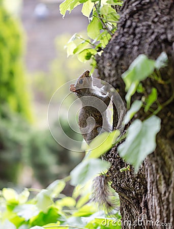 Grey squirrel, Sciuridae, on tree trunk poses to portrait photography Stock Photo