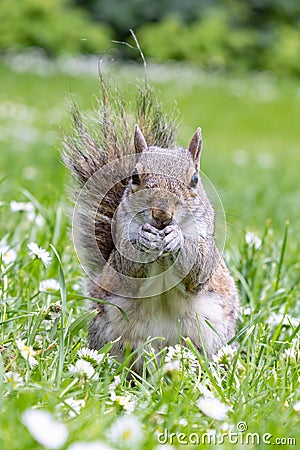 A Grey Squirrel (Sciurus carolinensis) eating a peanut and looking to the camera Stock Photo