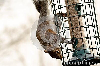 Grey Squirrel on a squirrel proof bird feeder Stock Photo