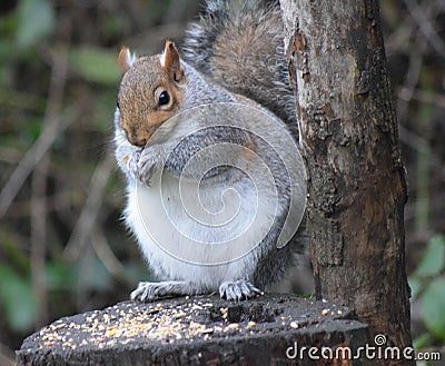 Grey Squirrel stuffing the bird seeds. Stock Photo