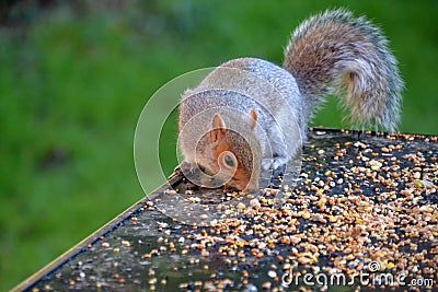 Squirrel eating seeds from a table Stock Photo