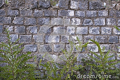 Grey stone wall background and some green ivy plants. Stock Photo