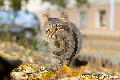 Grey striped homeless hungry cat. Emotional scenes. Autumn background with yellow fallen leaves. Stock Photo
