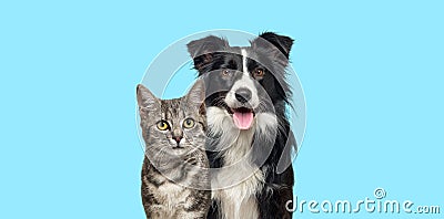 Grey striped tabby cat and a border collie dog with happy expression together on blue background, banner framed, looking at the Stock Photo