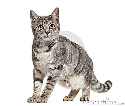 Grey stripped mixed-breed cat standing, isolated Stock Photo