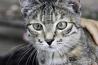Grey stripy cat Stock Photo