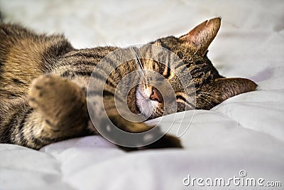 Grey tabby cat laying sleeping on a bed closeup Stock Photo