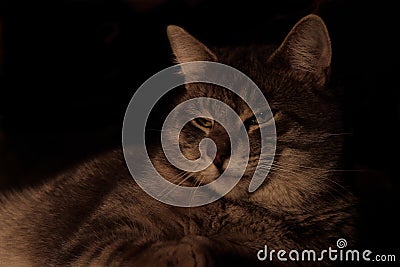 Grey Tabby Cat profile resting Low Key Stock Photo