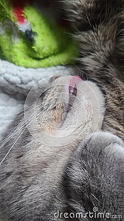 Grey Tabby Cat with Tongue out Stock Photo