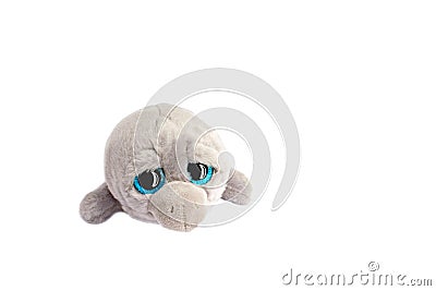 Grey toy soft dolphin with big black and blue eyes with reflection Stock Photo