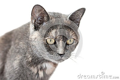 Grey tricolor female cat with attentive gaze isolated on white background. Cat portrait Stock Photo