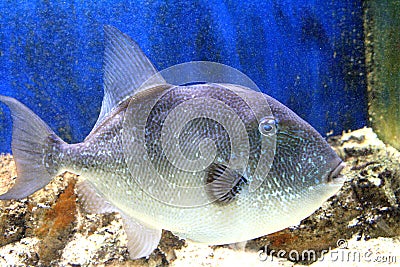 Grey Triggerfish 1 Stock Photo