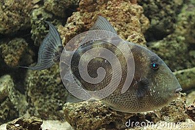 Grey triggerfish Stock Photo