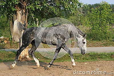 Grey trotter Stock Photo