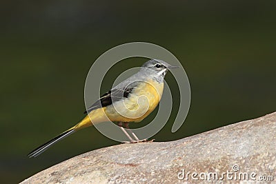 Grey Wagtail Stock Photo