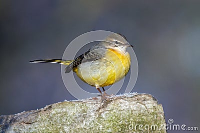 Grey Wagtail - Motacilla cinerea perched on a stone.. Stock Photo