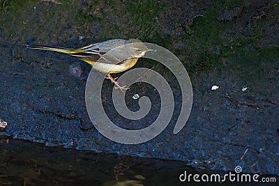 Grey Wagtail Motacilla cinerea Stock Photo