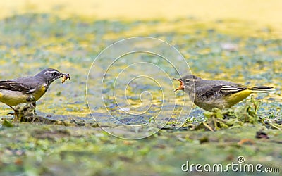 Grey wagtail & x28;Motacilla cinerea& x29; adult feeding fledgling Stock Photo