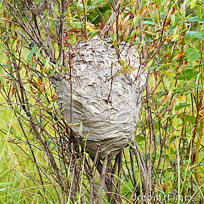 Grey wasps nest in willow bush Stock Photo