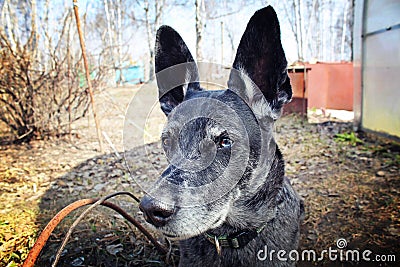 Grey watchdog Stock Photo