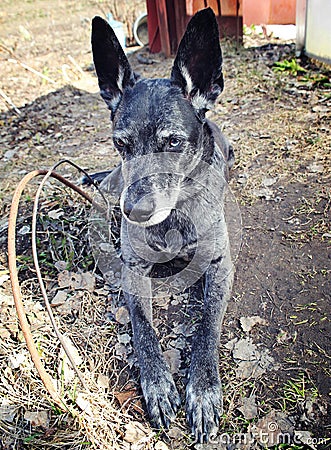 Grey watchdog Stock Photo