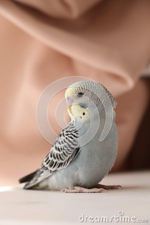 Grey wavy parrot Stock Photo