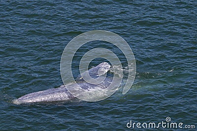 Grey Whale Stock Photo