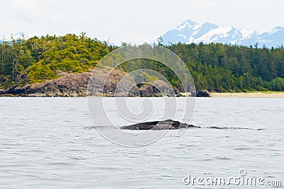 Grey Whale Stock Photo