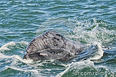 Grey whale calf portrait Stock Photo