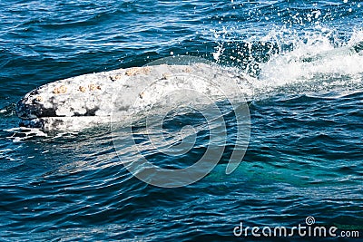 Grey whale with calf Stock Photo
