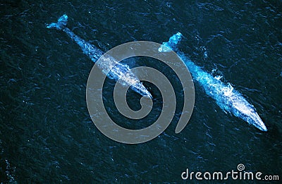 GREY WHALE eschrichtius robustus, AERIAL VIEW, BAJA CALIFORNIA IN MEXICO Stock Photo