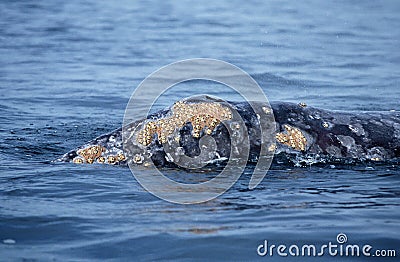 BALEINE GRISE eschrichtius robustus Stock Photo